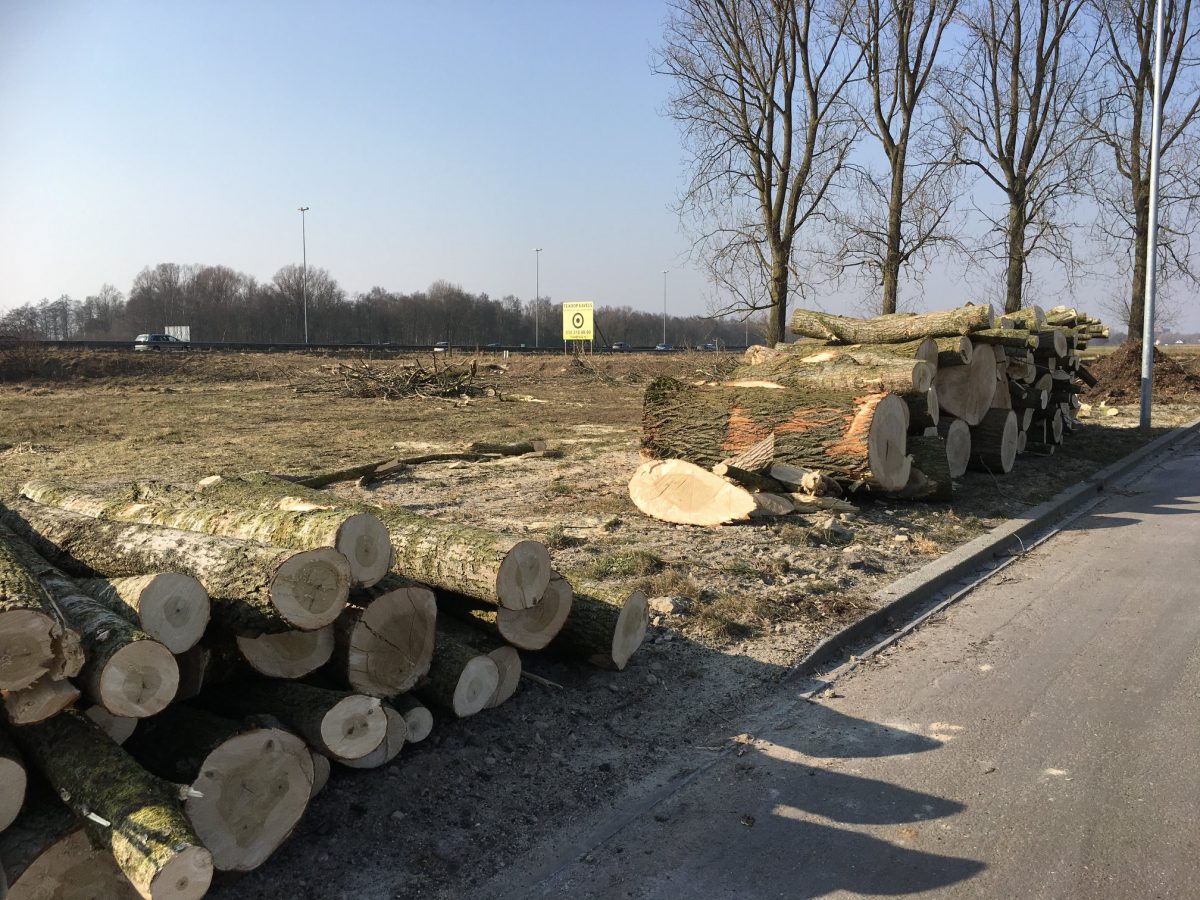 Column: Groningen’s urban forest destroyed under the pretense of safety (or ‘renewable’ energy)