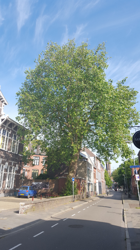 The Destruction of Groningen’s Urban Forest under the Pretence of ‘Safety’, ‘Green Energy’ and ‘Mobility’ (Bomenridders Groningen Newsletter 2018)