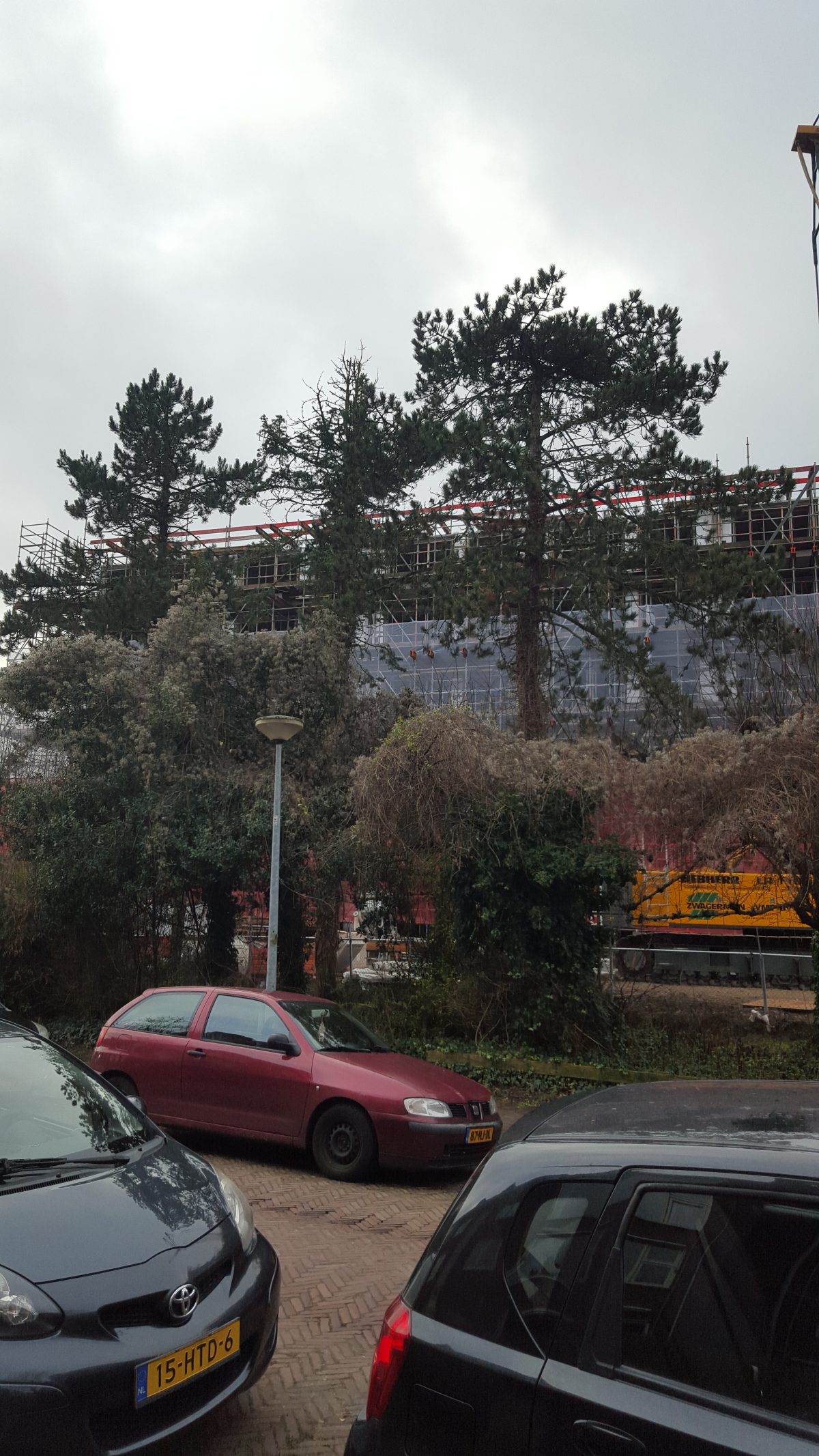 3 Black Pines at the Van Houtenlaan in Helpman slated for felling in 2021