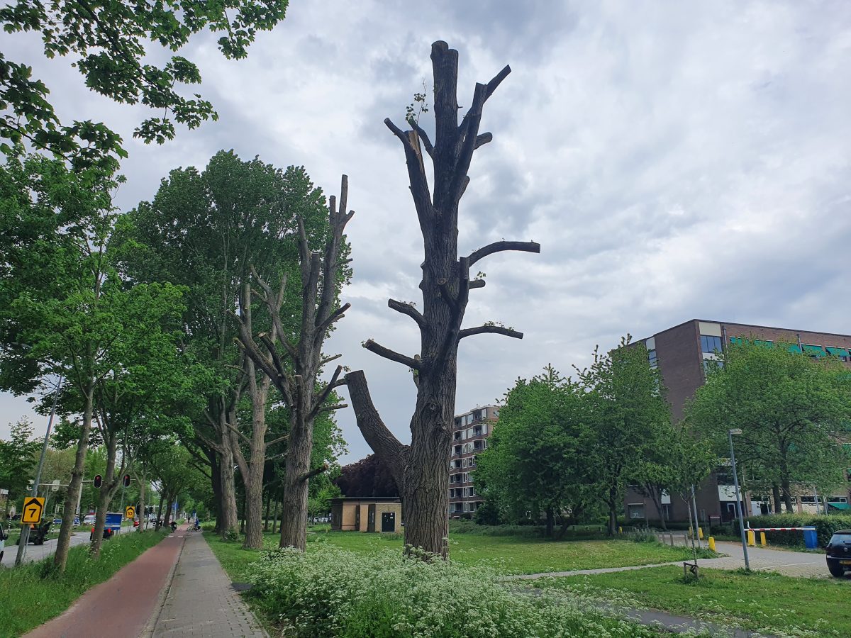 Lion’s-tailing and topping trees are common practices in Groningen yet discredited everywhere by tree experts
