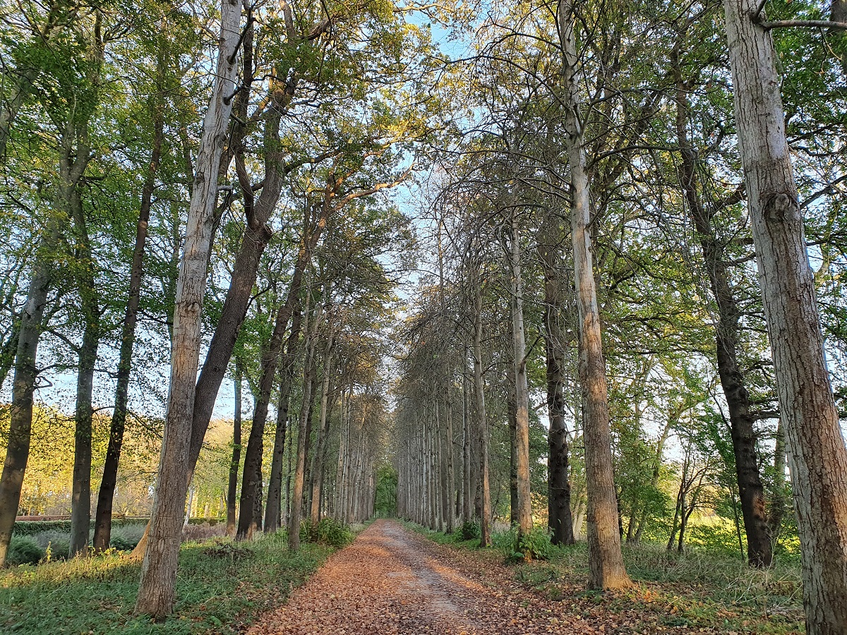 Boomwachters voorkomt kap 40 bomen bij Menkemaborg in Uithuizen