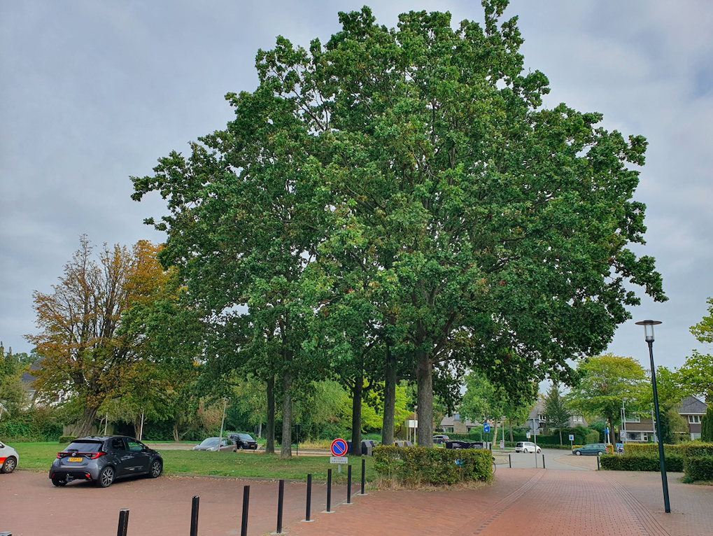 Gemeente Groningen wil 49 potentiële monumentale bomen in de heart van het centrum Haren (raadhuisplein) kappen voor een luxe apartement complex en paarkeer garage