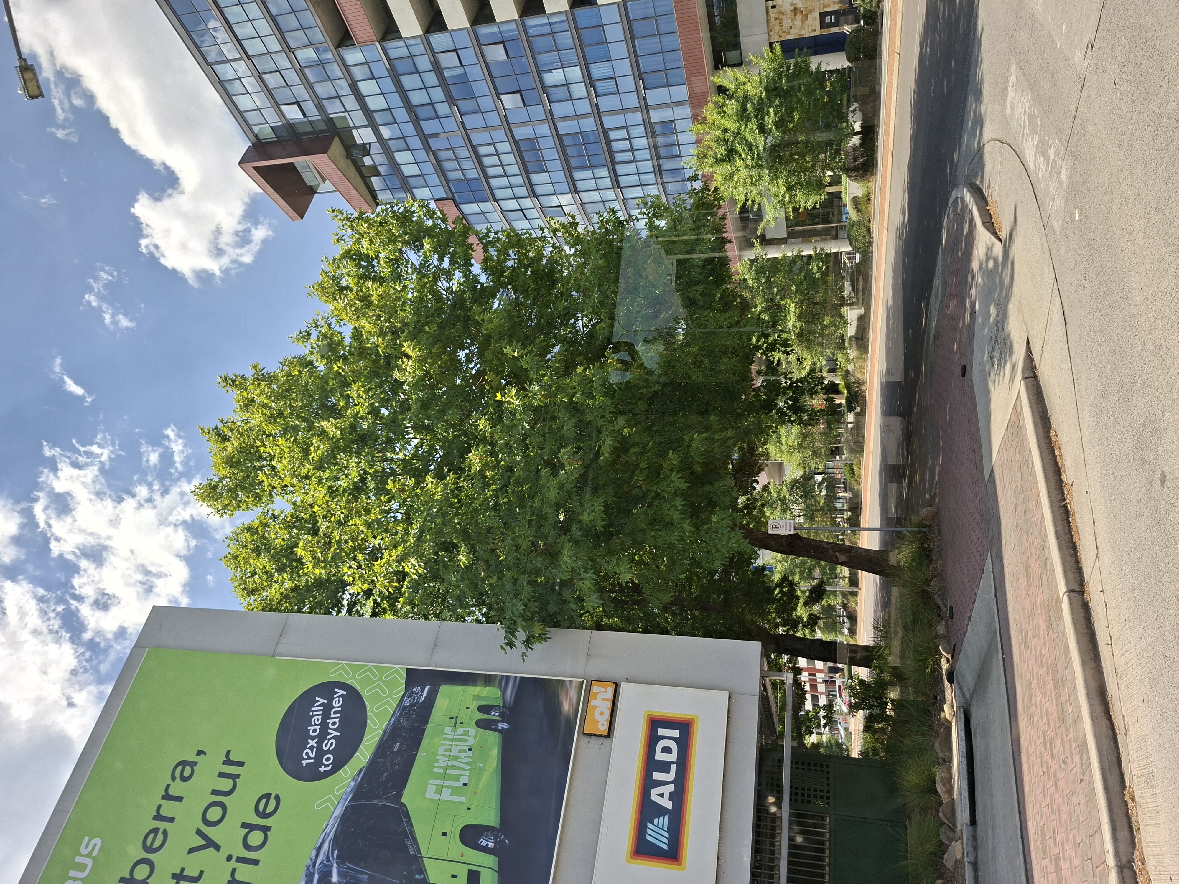 Bomen in Canberra (2026) worden veel minder agressief gesnoeid, waarbij er meer aandacht is voor een lange en gezonde levensduur.
