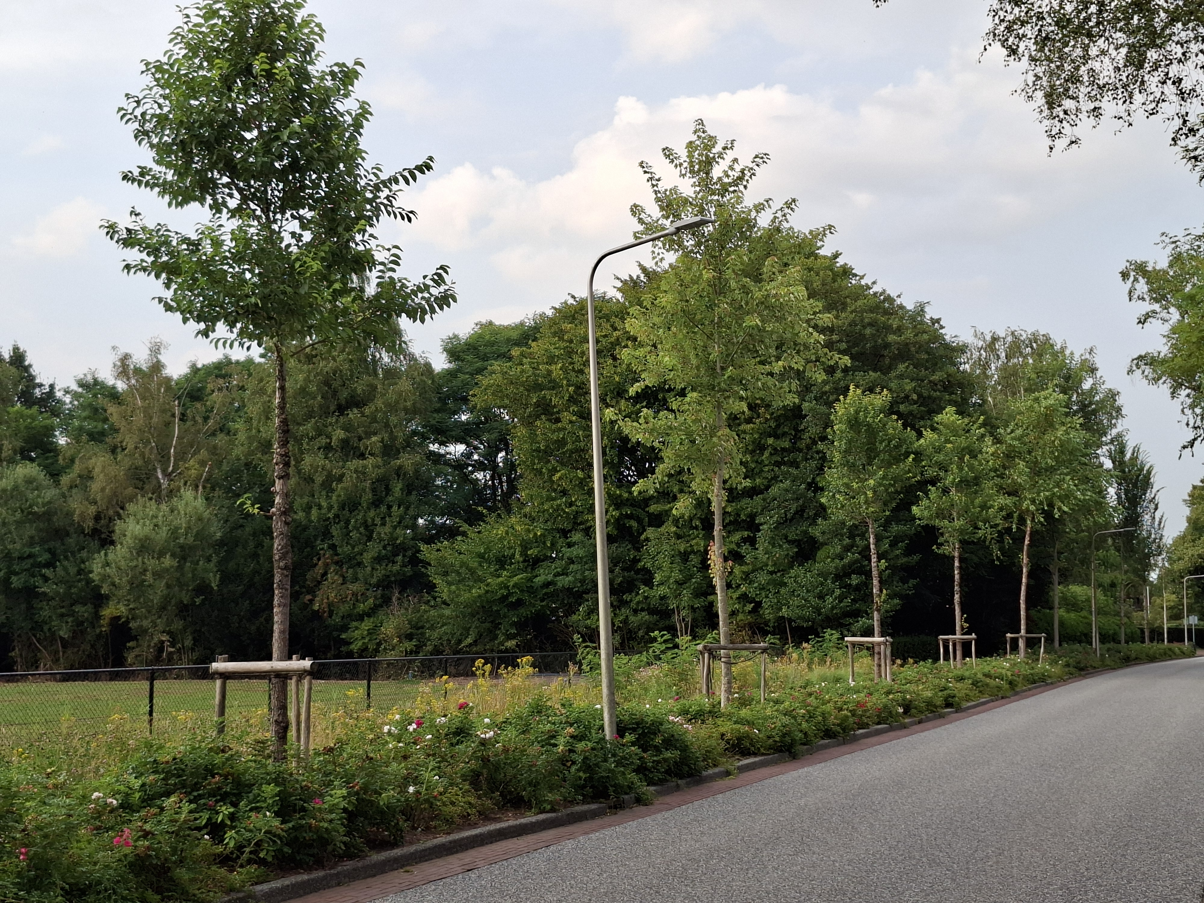 Bomen in Haren, recentelijk gesnoied
