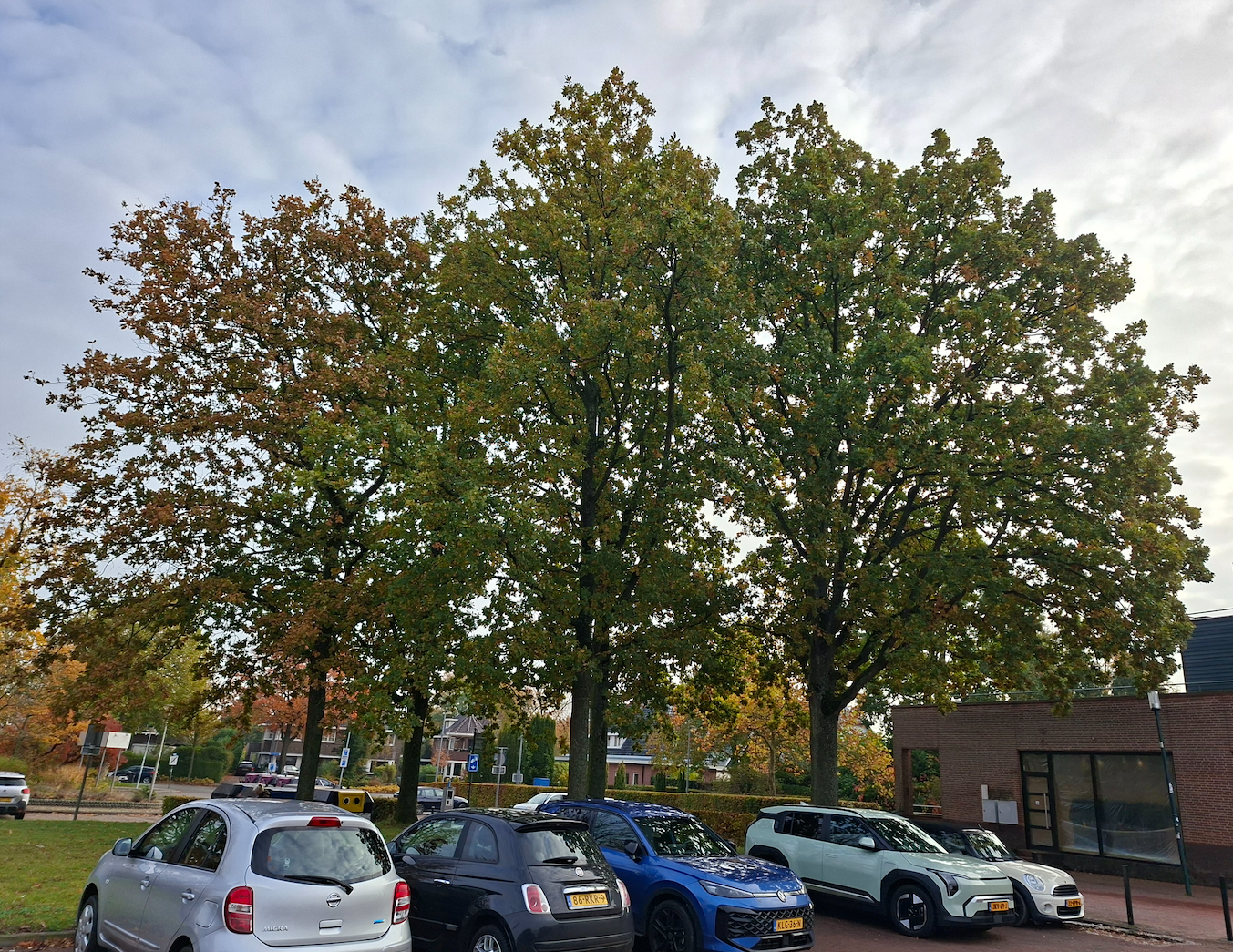 24 bomen gekapt worden voor een parkeergarage in Haren (Haderaplein)